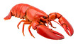 © Lightning - Lobster with Vibrant Red Shell and Detailed Claw on Transparent Background
