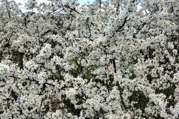 Wall Mural - Brilliant white flowers of the Blackthorn Tree (Prunus spinosa) in springtime
