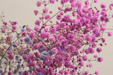 Wall Mural - Smoke soft pink Gypsophila flower. Nature beige blur neutral background.