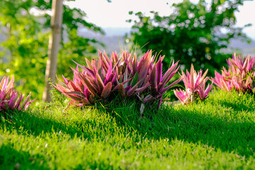 Very beautiful purple leaf ornamental plant in the grass, Tradescantia spathacea in close up photo, and empty space