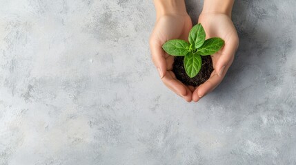 Aufkleber - Two hands cradle a vibrant seedling growing in dark soil, symbolizing care and growth in a calming environment. Generative AI