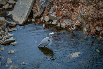 Wall Mural - great blue heron