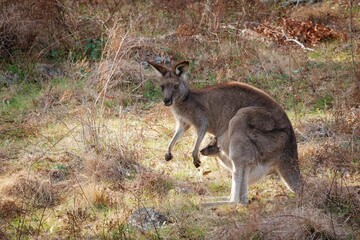 Wall Mural - Kangaroo with Joey in Grassy Field