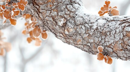 Close-up of frost-covered tree branch with orange leaves.