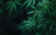 © Keopaserth - Lush green cannabis leaves create vibrant pattern against dark background, showcasing intricate details and textures of plant