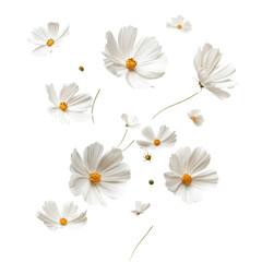 Poster - Floating White Flowers on transparent Background