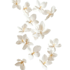 Poster - Floating White Flowers on transparent Background