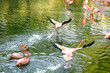 © Sara - Flamencos Colombianos y Africanos: Elegancia y Colores en su Hábitat