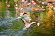 © Sara - Flamencos Colombianos y Africanos: Elegancia y Colores en su Hábitat