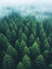  Lush evergreen forest blanketed by morning mist in peaceful natural setting