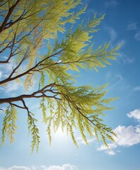 Sticker - a willow tree branch stretches out like a delicate finger against the blue sky , peaceful, outdoor, branches