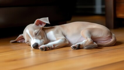 Wall Mural - Adorable fawn-colored puppy sleeping peacefully on hardwood floor.