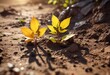 © methinee - The first leaves of a young plant unfold from the earthy surface as warm sunlight touches them, unfold, warmth