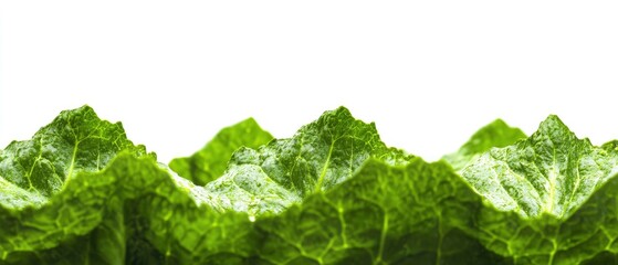 Wall Mural - A close-up of fresh, green lettuce leaves against a white background.