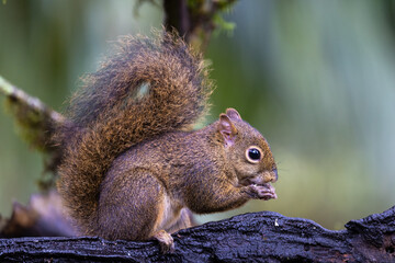 super cute and eating wild brazilian squirrel (sciurus aestuans), or guianan squirrel, in the atlant