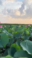 Wall Mural - Sunrise in the field of lotuses, Pink lotus Nelumbo nucifera sways in the wind. Against the background of their green leaves. Lotus field on the lake in natural environment.