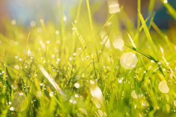 Wall Mural - Nature of green grass in garden at summer. Natural green plants using as spring background cover page environment ecology or greenery wallpaper