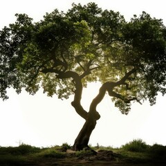 Wall Mural - Sunlight filters through the leaves of a majestic tree standing on a grassy hill against a bright white background