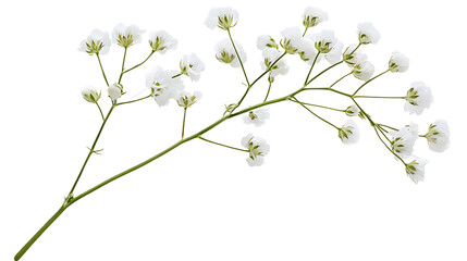 Wall Mural - twig of gypsophila flowers isolated on white or transparent background