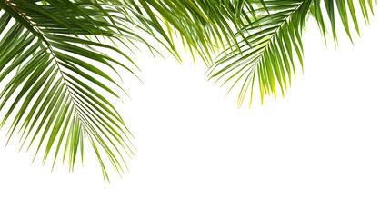 Wall Mural - Green palm branches in a corner arrangement isolated on white or transparent background