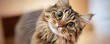 © Smoky - Adorable Tabby Cat with Large Eyes Looking Curiously at the Camera in a Bright Indoor Setting
