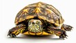 © wijayanto - A Close-Up of a Turtle
