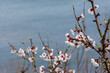 © Anna Pismenskova - Almonds bloom in the spring garden. A beautiful pink flower on the background of the sea. A blooming tree branch in soft focus. A dreamy romantic image of spring. Atmospheric background. Copy space