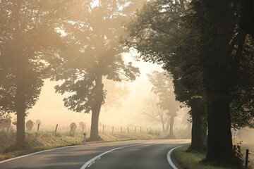 Wall Mural - Country road through on a foggy autumn morning.