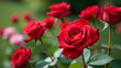 © Galeno - roses red beautiful garden setting surrounding romantic flower