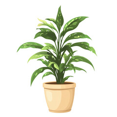 Wall Mural - Vibrant Green Dieffenbachia in a Beige Pot: A Lush Indoor Plant