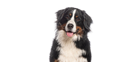 Wall Mural - Head shot of Happy Bernese mountain dog sitting on a white background and looking at the camera with its tongue out