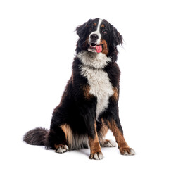 Poster - Happy Bernese mountain dog sitting on a white background and looking at the camera panting with its tongue out
