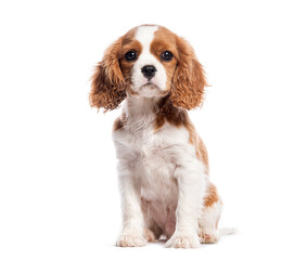 Aufkleber - Cavalier king charles spaniel puppy sitting and looking at camera