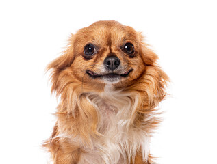 Wall Mural - Portrait of a funny long haired chihuahua dog smiling on white background