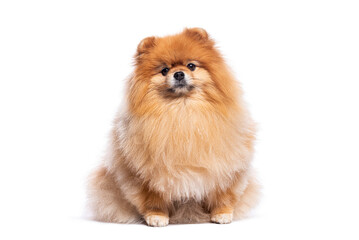 Aufkleber - Adorable pomeranian dog sitting on white background