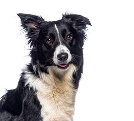 Aufkleber - Border collie panting and showing tongue on white background