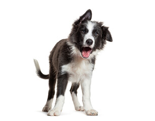 Aufkleber - Crazy dog very expressive, border collie, open mouth, tilted head, full of vigour and in full health, isolated on white