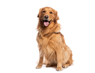 Poster - Golden retriever sitting and panting on white background
