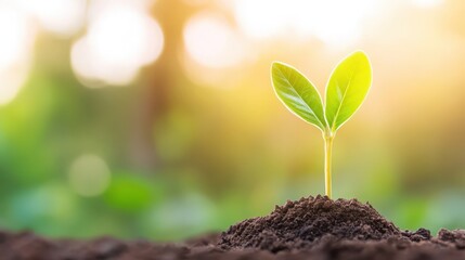 Wall Mural - A small green plant is growing in the dirt