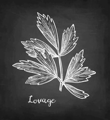 Wall Mural - lovage herb chalk sketch