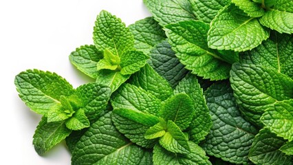 Wall Mural - Fresh green mint leaves on white background, mint, leaves, green, fresh, herbal, plant, organic, nature, aromatic, ingredient