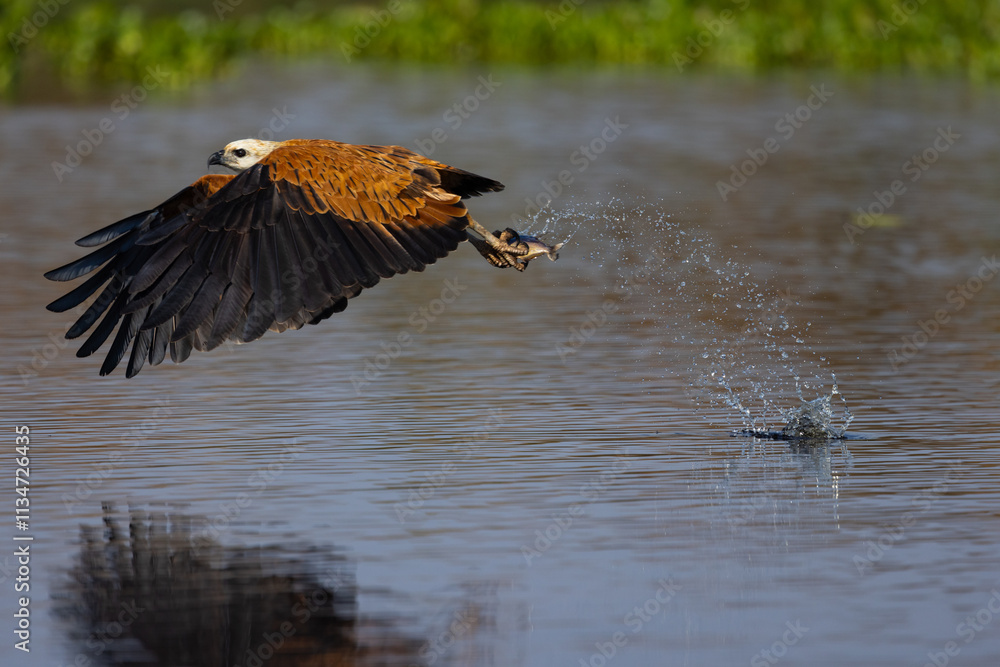 Hawk Hunts Fish Picture sequence B 3 of 4. Black collared Hawk hunting fish in the ...