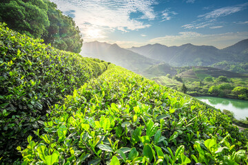 Canvas Print - Green tea plantation nature scenery in the mountains and lake in Hangzhou, China