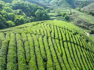 Wall Mural - Green tea plantation mountains natural scenery in Hangzhou, China