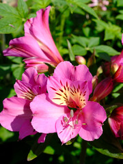 Wall Mural - 	Macro of  pink Peruvian lily flower (Alstroemeria aurantiaca) in France