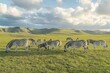 © Muhammad - A herd of zebras grazing in a lush green landscape under a cloudy sky.