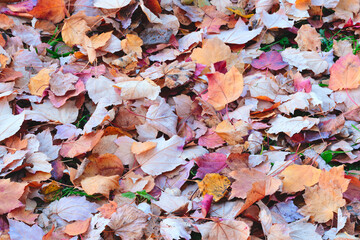 Aufkleber - A pile of leaves on the ground. The leaves are orange and yellow. The leaves are scattered all over the ground
