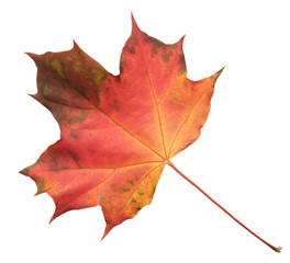 Aufkleber - A leaf of a maple tree is shown in full color. The leaf is red and has a slightly brownish tint. The leaf is positioned on a white background, which makes the leaf stand out and appear more vibrant