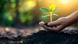 © MSH - Hand holding a young plant sprout growing in soil tree