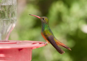 Wall Mural - Buff-bellied Hummingbird